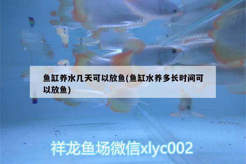 魚缸養(yǎng)水幾天可以放魚(魚缸水養(yǎng)多長時間可以放魚) 帝王迷宮魚