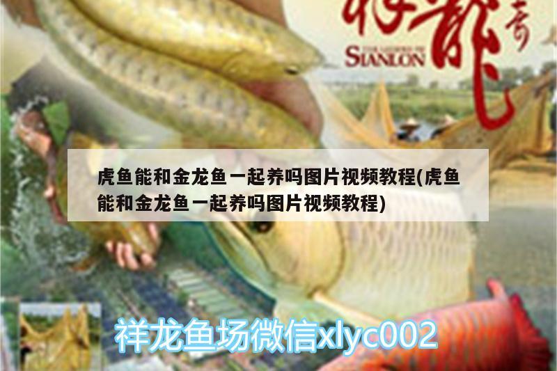 虎魚能和金龍魚一起養(yǎng)嗎圖片視頻教程(虎魚能和金龍魚一起養(yǎng)嗎圖片視頻教程) 虎魚百科