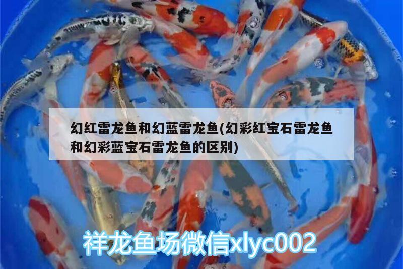 幻紅雷龍魚和幻藍雷龍魚(幻彩紅寶石雷龍魚和幻彩藍寶石雷龍魚的區(qū)別)