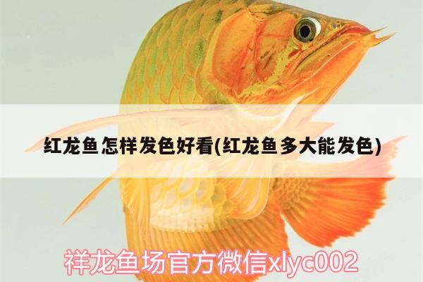 紅龍魚怎樣發(fā)色好看(紅龍魚多大能發(fā)色)