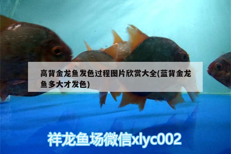 高背金龍魚發(fā)色過程圖片欣賞大全(藍(lán)背金龍魚多大才發(fā)色)