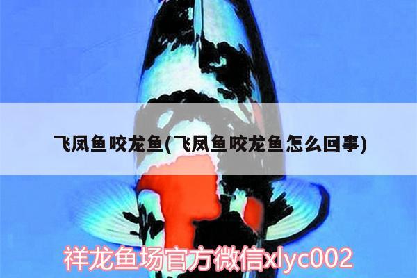 飛鳳魚咬龍魚(飛鳳魚咬龍魚怎么回事) 飛鳳魚 第2張