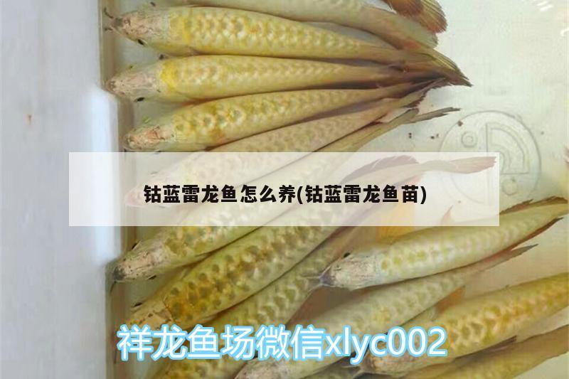 鈷藍(lán)雷龍魚怎么養(yǎng)(鈷藍(lán)雷龍魚苗) 二氧化碳設(shè)備