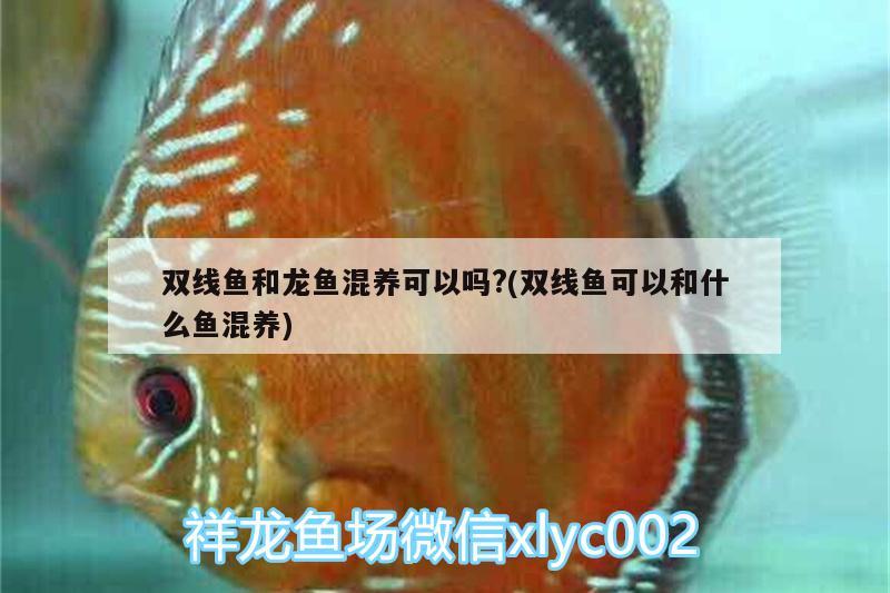 適合和銀龍魚混養(yǎng)的魚種有哪些(銀龍魚適合與什么魚混養(yǎng)) 銀龍魚