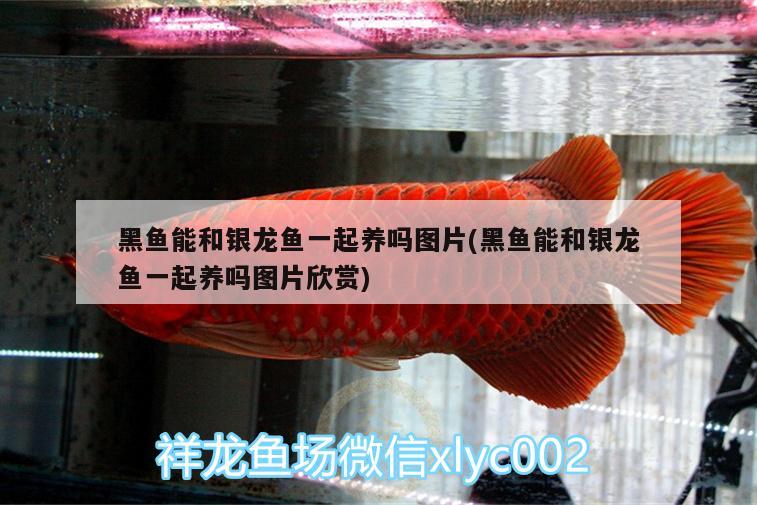 紅龍魚怎么上色快些(紅龍魚怎么上色快些呢) 觀賞魚飼料