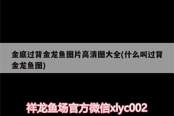 金底過背金龍魚圖片高清圖大全(什么叫過背金龍魚圖)