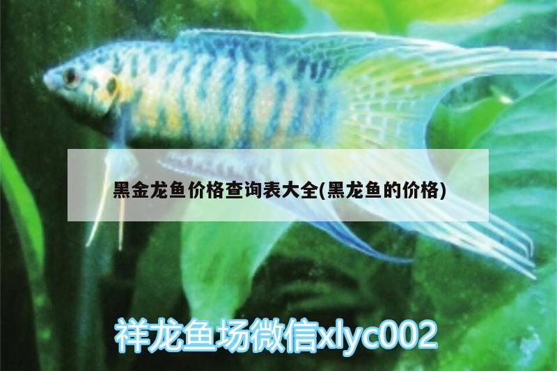 黑金龍魚(yú)價(jià)格查詢表大全(黑龍魚(yú)的價(jià)格) 白子黑帝王魟魚(yú)