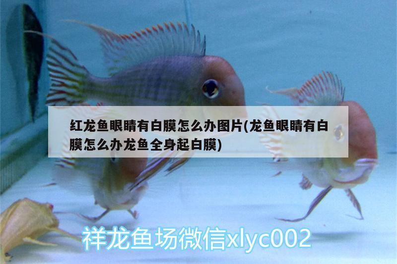 老魚匠加熱棒好嗎：老魚匠加熱棒好嗎? 老魚匠 第2張