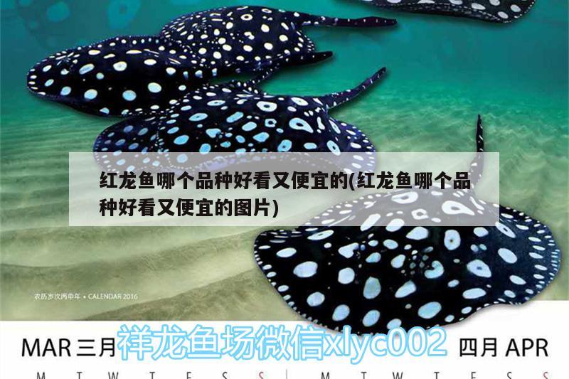 魚缸底色用什么顏色的魚缸底色用什么顏色好魚缸底色用什么顏色好，魚缸底色用什么顏色好