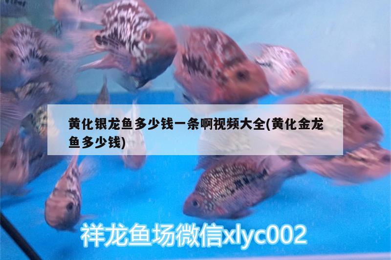 黃化銀龍魚多少錢一條啊視頻大全(黃化金龍魚多少錢)