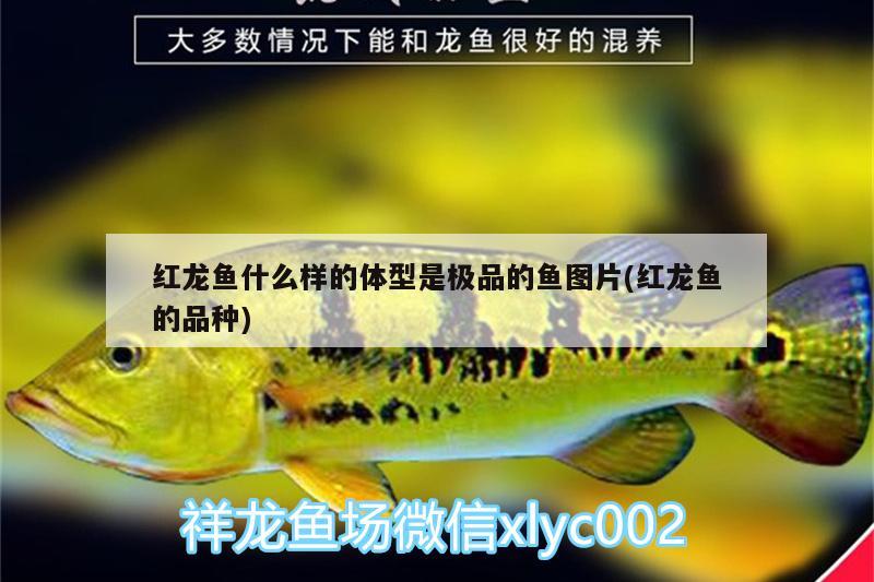 紅龍魚什么樣的體型是極品的魚圖片(紅龍魚的品種) 印尼虎苗