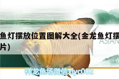 紅龍魚燈擺放位置圖解大全(金龍魚燈擺放位置圖片) 三間鼠魚苗