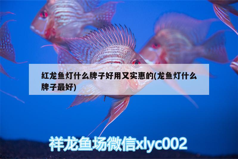 紅龍魚可以和什么魚混養(yǎng)（紅龍魚可以和什么魚混養(yǎng)視頻）