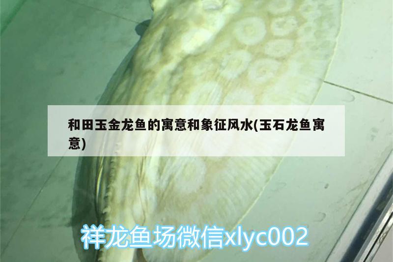 和田玉金龍魚的寓意和象征風(fēng)水(玉石龍魚寓意)