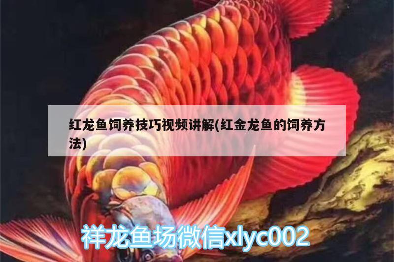 牙魚和水虎魚哪個好養(yǎng)活，牙魚和水虎魚哪個好養(yǎng)