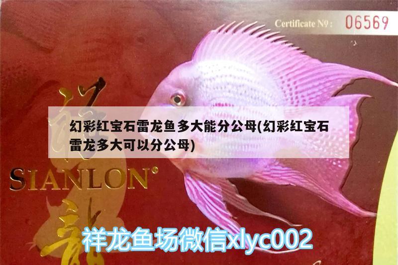 幻彩紅寶石雷龍魚多大能分公母(幻彩紅寶石雷龍多大可以分公母)