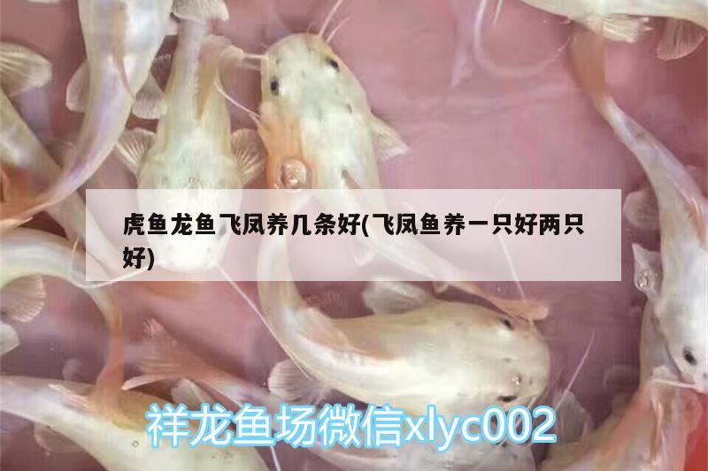 成年銀龍魚價格多少錢一只啊(銀龍魚價格多少錢一條圖片) 銀龍魚百科