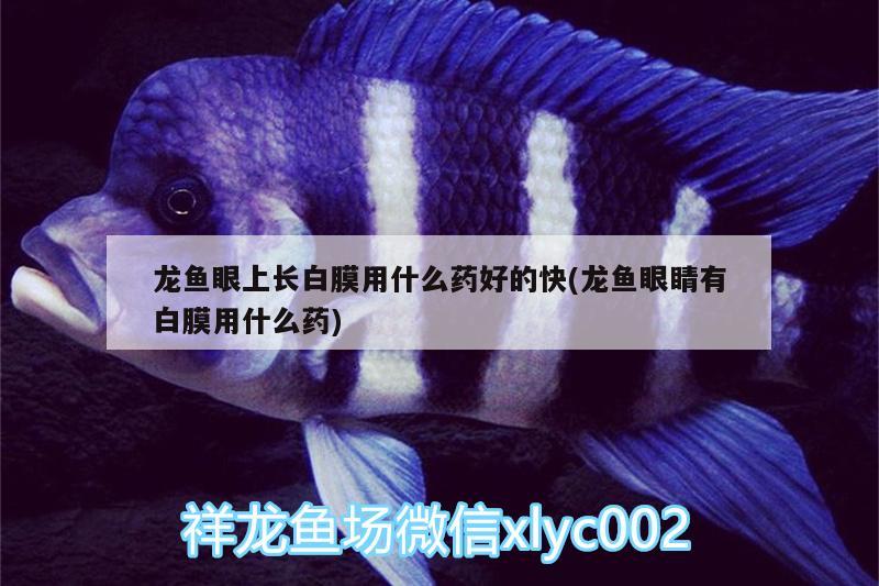 龍魚眼上長白膜用什么藥好的快(龍魚眼睛有白膜用什么藥) 觀賞魚魚苗