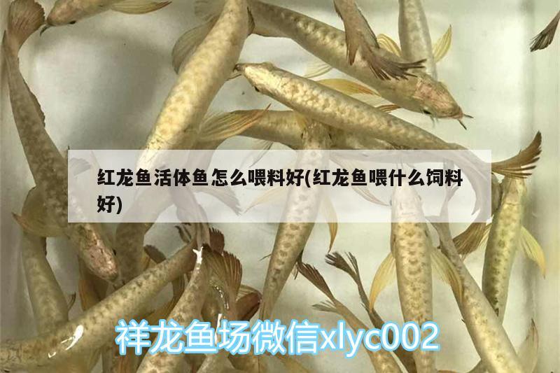 紅龍魚高清4K壁紙：紅龍魚高清手機(jī)壁紙