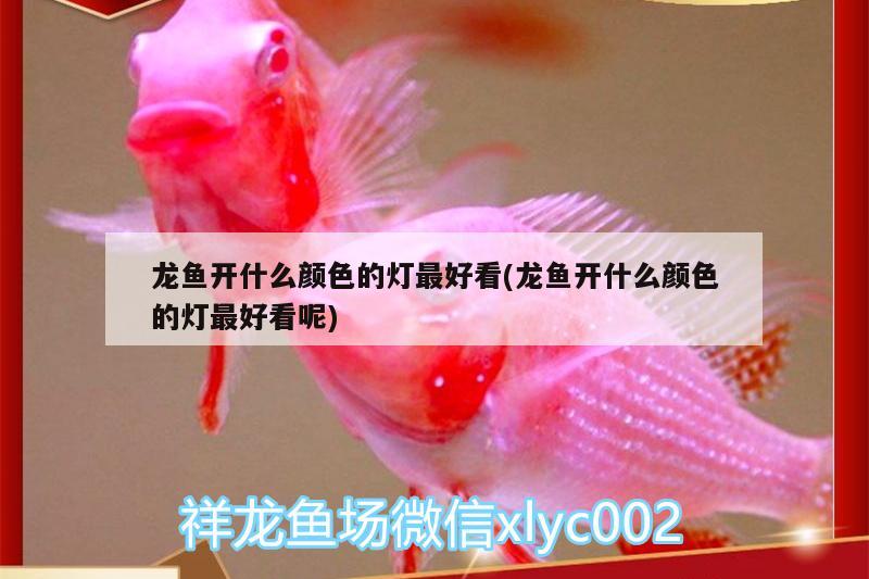 龍魚(yú)開(kāi)什么顏色的燈最好看(龍魚(yú)開(kāi)什么顏色的燈最好看呢)