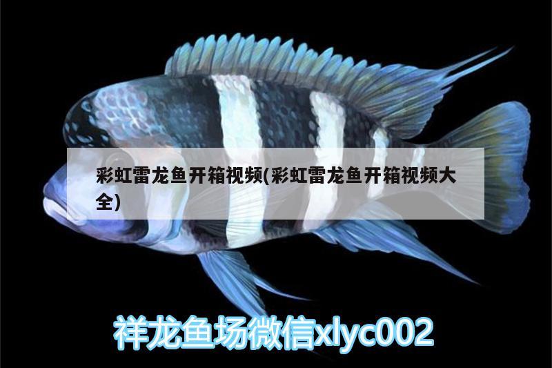 彩虹雷龍魚開箱視頻(彩虹雷龍魚開箱視頻大全)