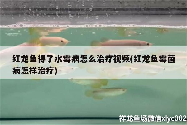 紅龍魚得了水霉病怎么治療視頻(紅龍魚霉菌病怎樣治療)