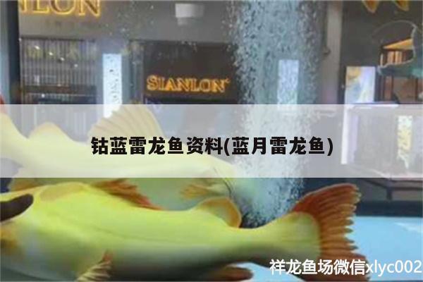 鈷藍(lán)雷龍魚資料(藍(lán)月雷龍魚)