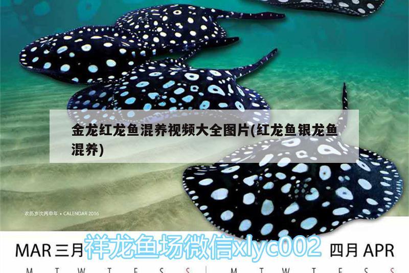 金龍紅龍魚混養(yǎng)視頻大全圖片(紅龍魚銀龍魚混養(yǎng))