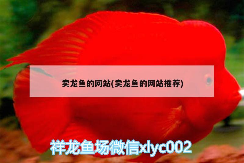 賣龍魚(yú)的網(wǎng)站(賣龍魚(yú)的網(wǎng)站推薦) 財(cái)神鸚鵡魚(yú)