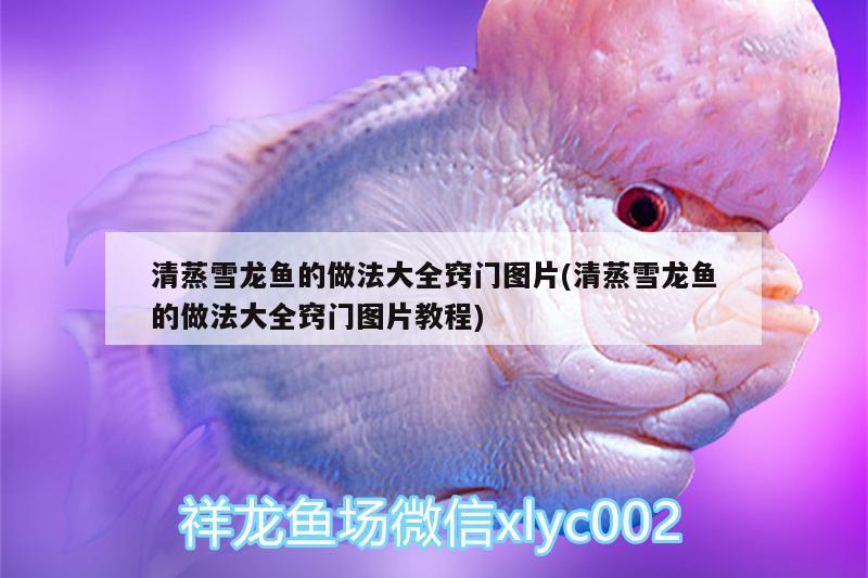 觀賞魚恐龍魚能長(zhǎng)多大(恐龍魚生長(zhǎng)速度)