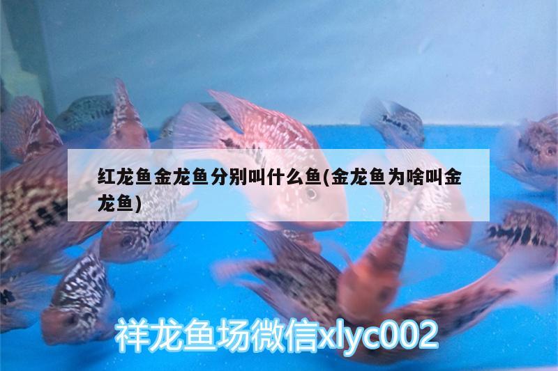 紅龍魚金龍魚分別叫什么魚(金龍魚為啥叫金龍魚) 祥龍金禾金龍魚