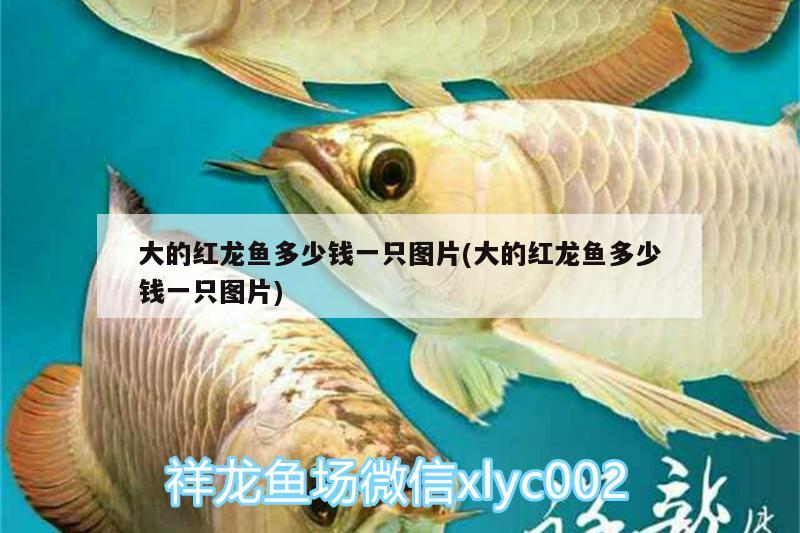 龍魚(yú)混養(yǎng)底層魚(yú)有哪些？龍魚(yú)配什么魚(yú)一起養(yǎng)？，龍魚(yú)和龍魚(yú)混養(yǎng)底層魚(yú)有哪些，龍魚(yú)混養(yǎng)底層魚(yú)有哪些