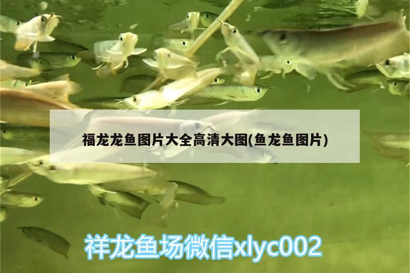 魚缸里放蘇打水好嗎為什么（魚缸里放蘇打水好嗎為什么不能放）