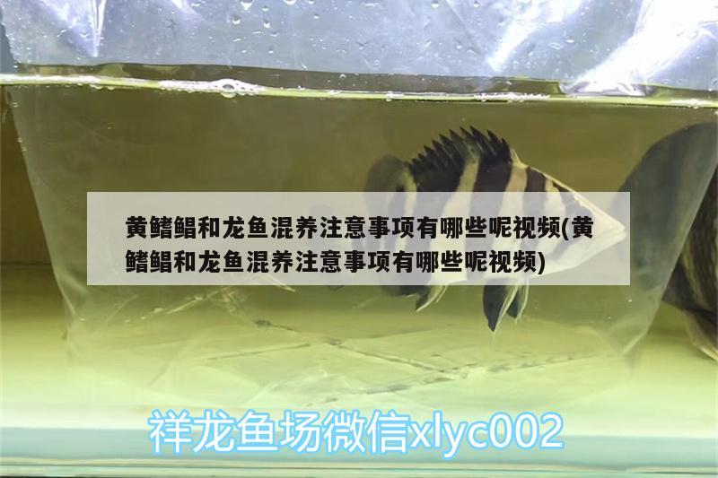 黃鰭鯧和龍魚混養(yǎng)注意事項有哪些呢視頻(黃鰭鯧和龍魚混養(yǎng)注意事項有哪些呢視頻) 黃鰭鯧魚