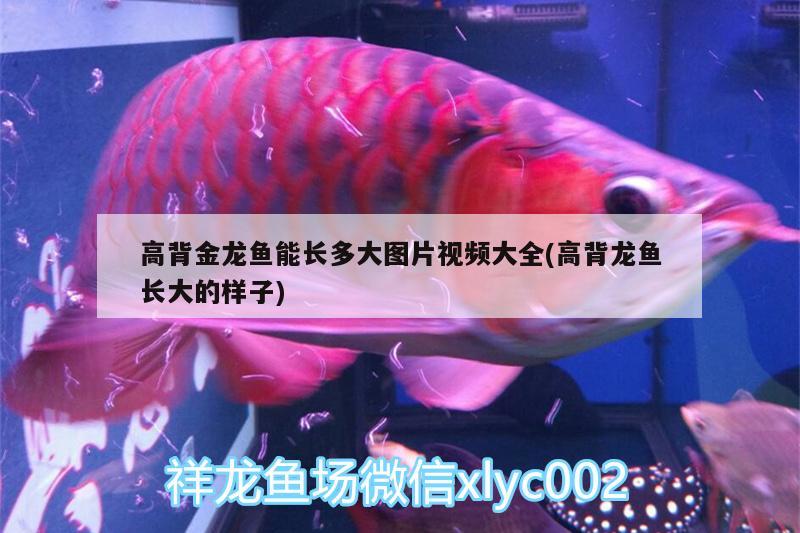 龍魚(yú)混養(yǎng)底層魚(yú)有哪些？龍魚(yú)配什么魚(yú)一起養(yǎng)？，龍魚(yú)和龍魚(yú)混養(yǎng)底層魚(yú)有哪些，龍魚(yú)混養(yǎng)底層魚(yú)有哪些