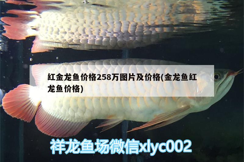 紅金龍魚價(jià)格258萬(wàn)圖片及價(jià)格(金龍魚紅龍魚價(jià)格)