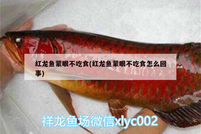 紅龍魚蒙眼不吃食(紅龍魚蒙眼不吃食怎么回事)