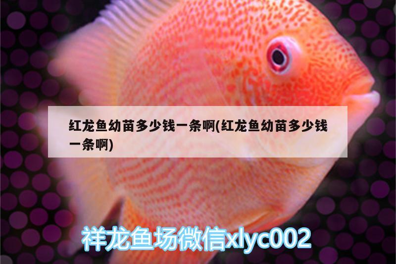 紅龍魚(yú)幼苗多少錢(qián)一條啊(紅龍魚(yú)幼苗多少錢(qián)一條啊)