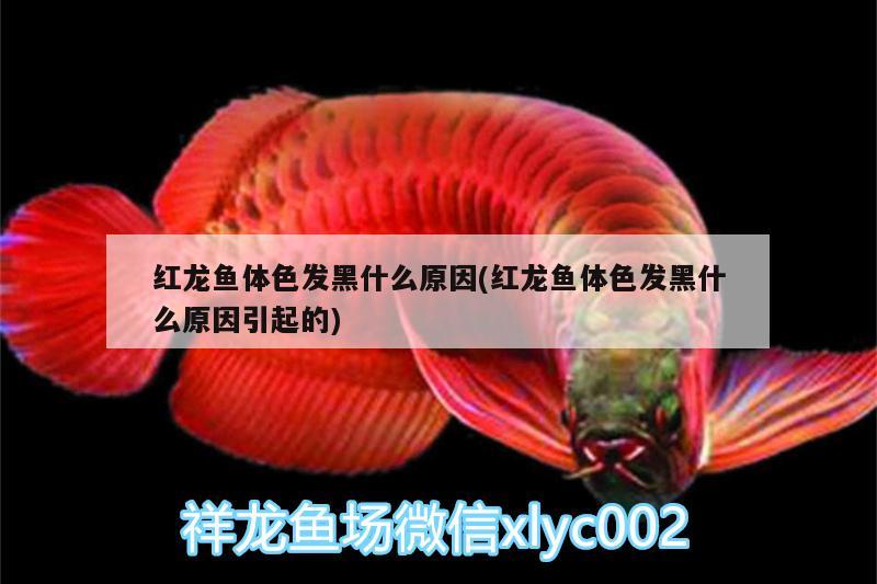 信陽哪里有賣魚缸的實(shí)體店啊多少錢（信陽養(yǎng)魚基地在哪個(gè)地方）