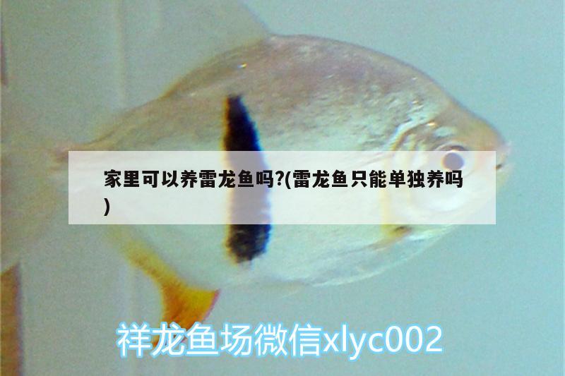 家里可以養(yǎng)雷龍魚嗎?(雷龍魚只能單獨(dú)養(yǎng)嗎)