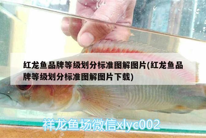 紅龍魚品牌等級(jí)劃分標(biāo)準(zhǔn)圖解圖片(紅龍魚品牌等級(jí)劃分標(biāo)準(zhǔn)圖解圖片下載) 黑白雙星魚