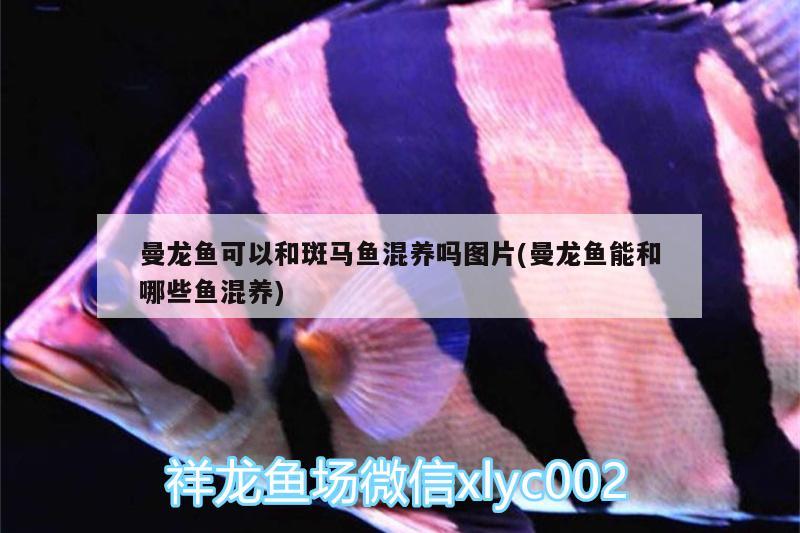 曼龍魚可以和斑馬魚混養(yǎng)嗎圖片(曼龍魚能和哪些魚混養(yǎng))