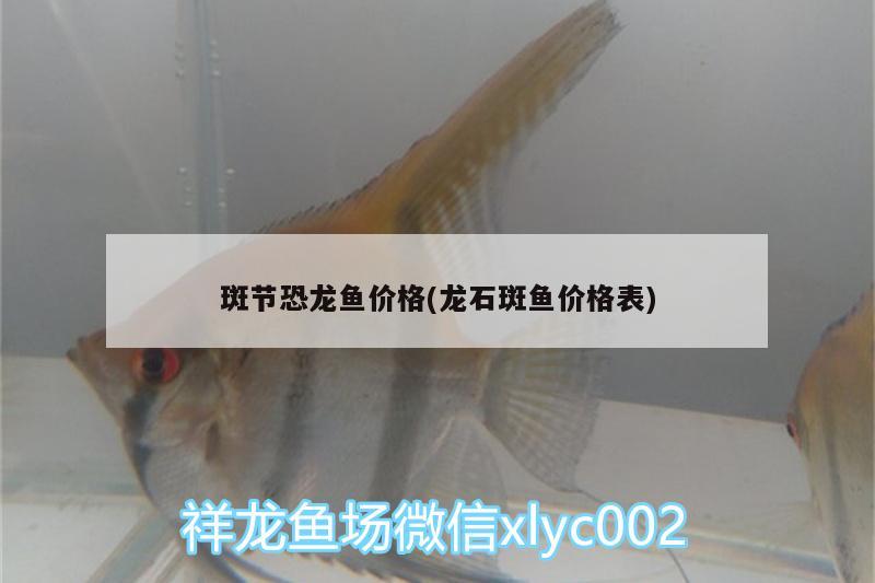 斑節(jié)恐龍魚價格(龍石斑魚價格表)