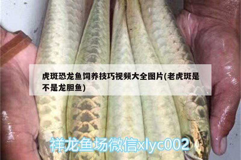 虎斑恐龍魚飼養(yǎng)技巧視頻大全圖片(老虎斑是不是龍膽魚)