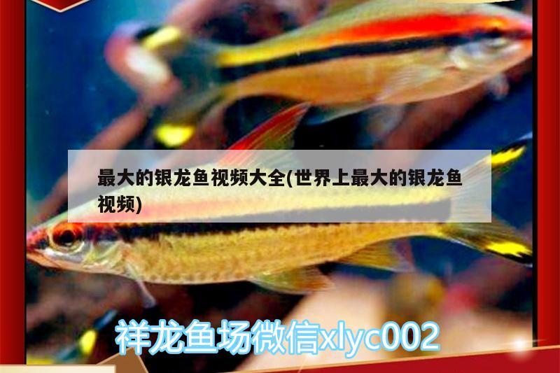 最大的銀龍魚(yú)視頻大全(世界上最大的銀龍魚(yú)視頻) 銀龍魚(yú)