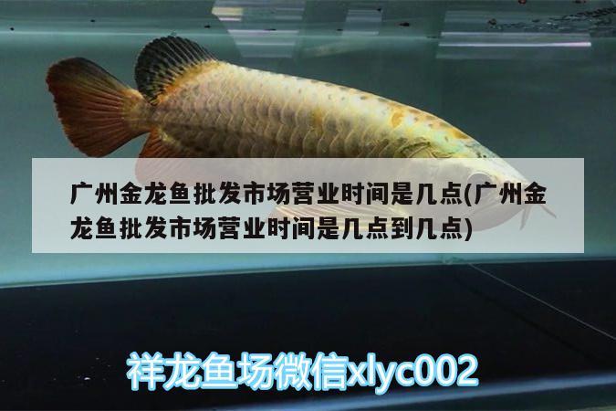 滄州魚缸水族市場地址在哪里（滄州魚缸水族市場地址在哪個位置） 廣州水族器材濾材批發(fā)市場 第1張