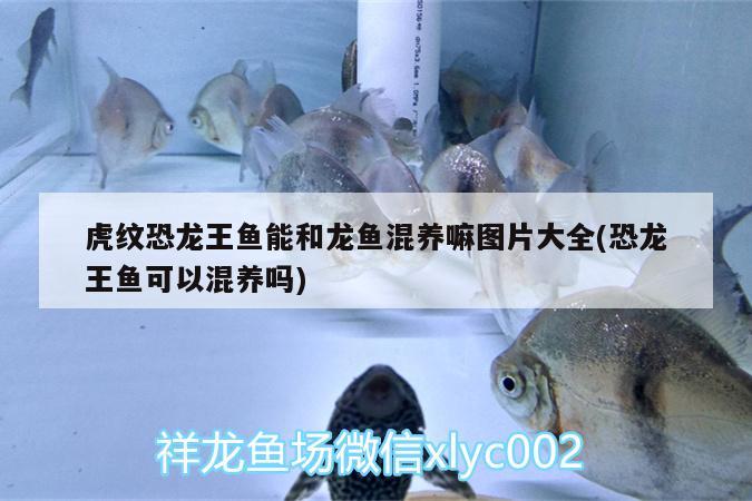 虎紋恐龍王魚能和龍魚混養(yǎng)嘛圖片大全(恐龍王魚可以混養(yǎng)嗎) 恐龍王魚