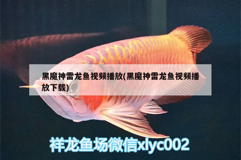 黑魔神雷龍魚視頻播放(黑魔神雷龍魚視頻播放下載) 廣州水族器材濾材批發(fā)市場