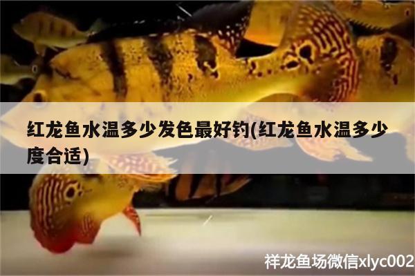 紅龍魚(yú)水溫多少發(fā)色最好釣(紅龍魚(yú)水溫多少度合適)