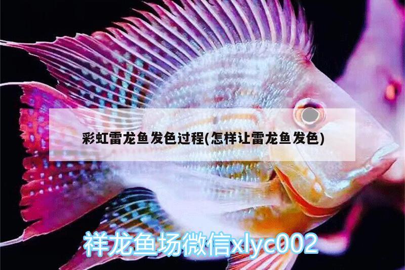 鴻運羅漢魚怎么養(yǎng)才能起大頭：鴻運羅漢魚怎么養(yǎng)才紅 羅漢魚 第3張